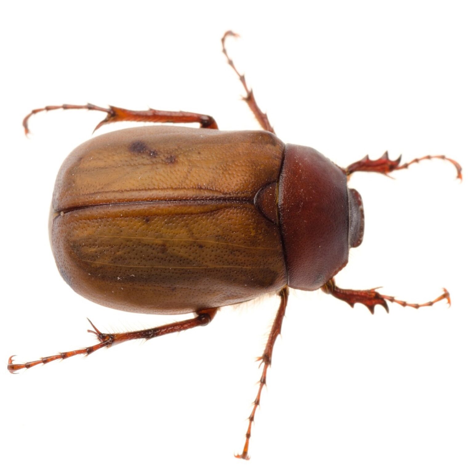 Chafer Beetle Control | Grub Treatment | 1 Year Warranty